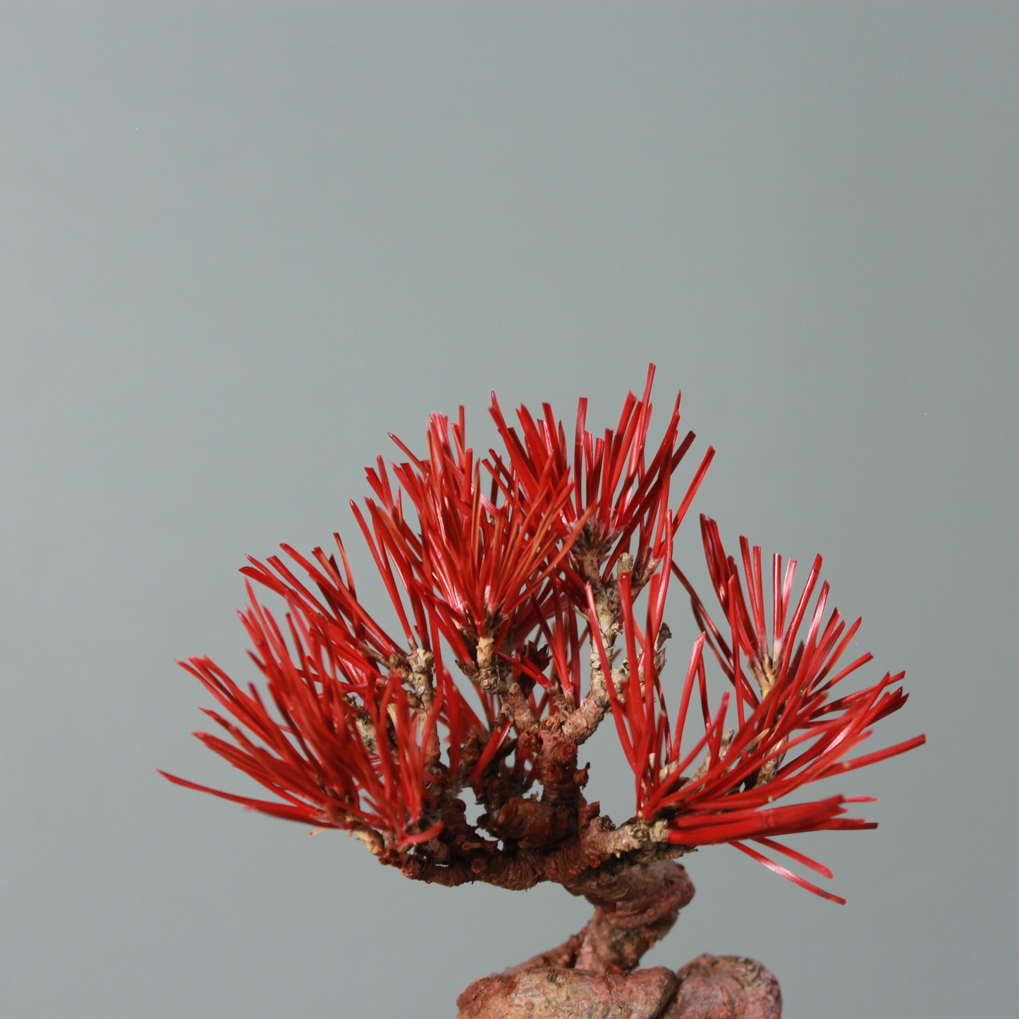 Tokocie BONSAI  黒松