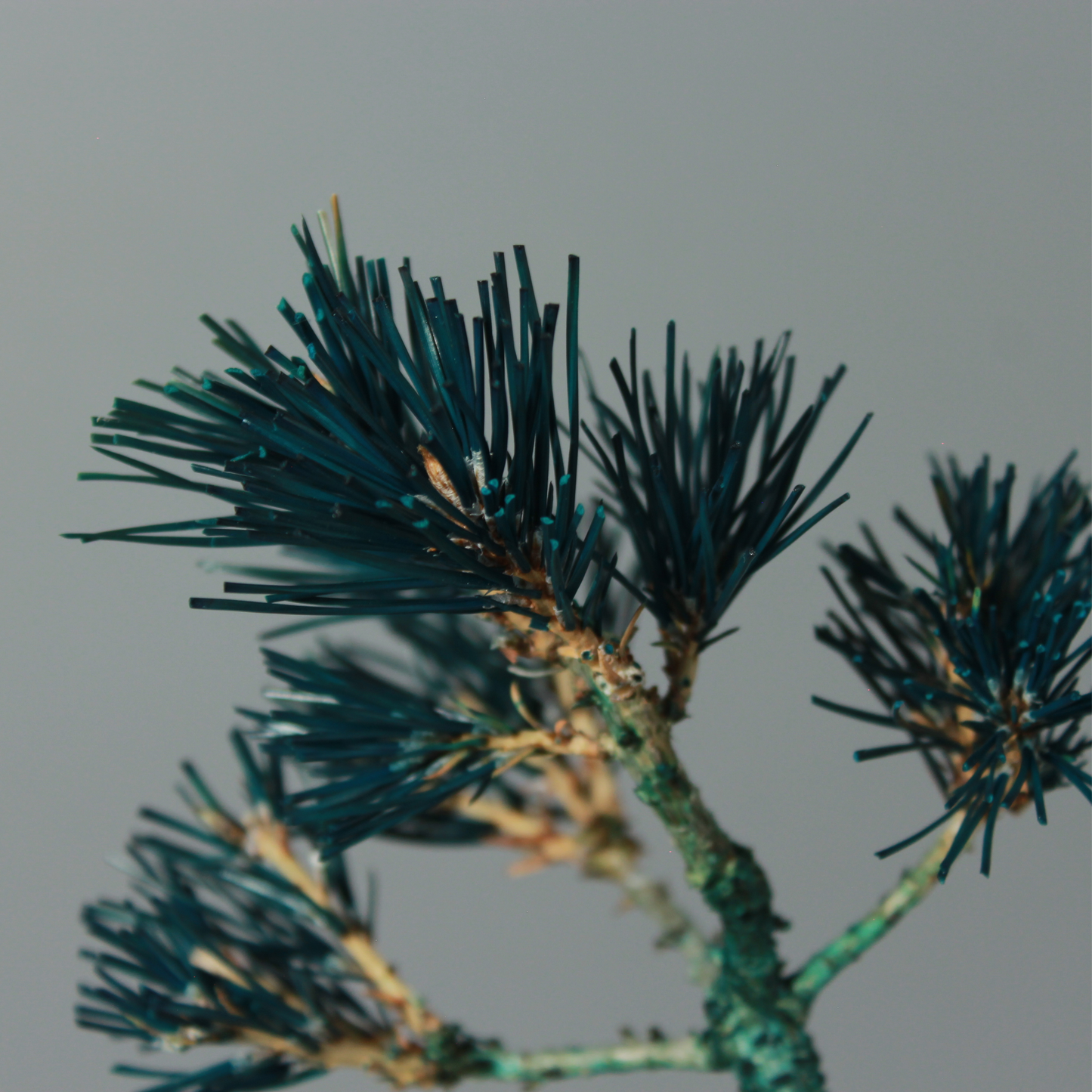 Tokocie BONSAI  黒松