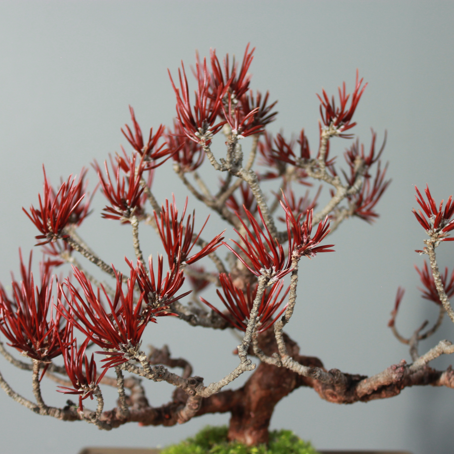 Tokocie BONSAI  黒松