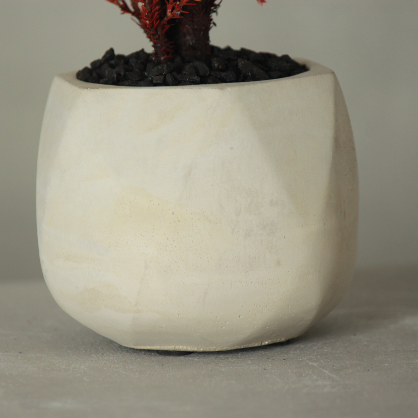 Conifer select シルバースター レッド