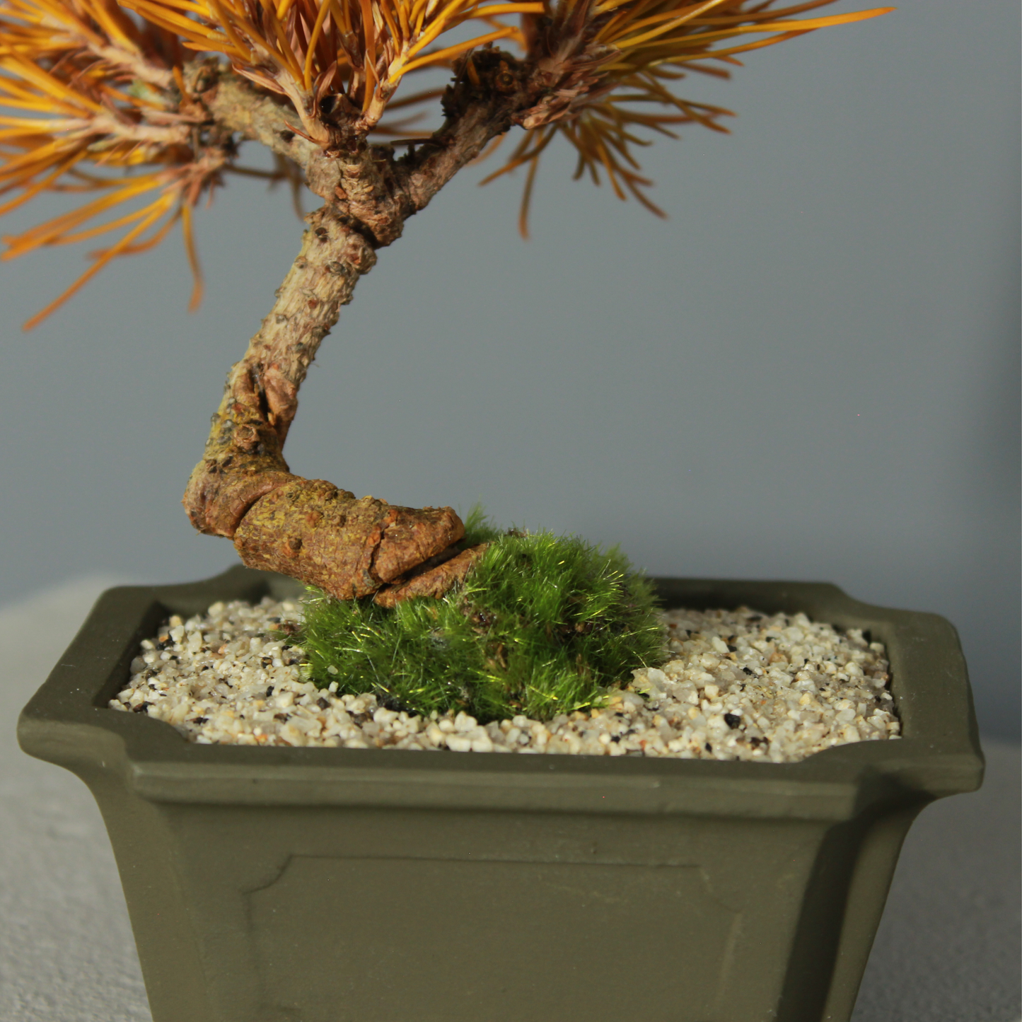 Tokocie BONSAI  黒松