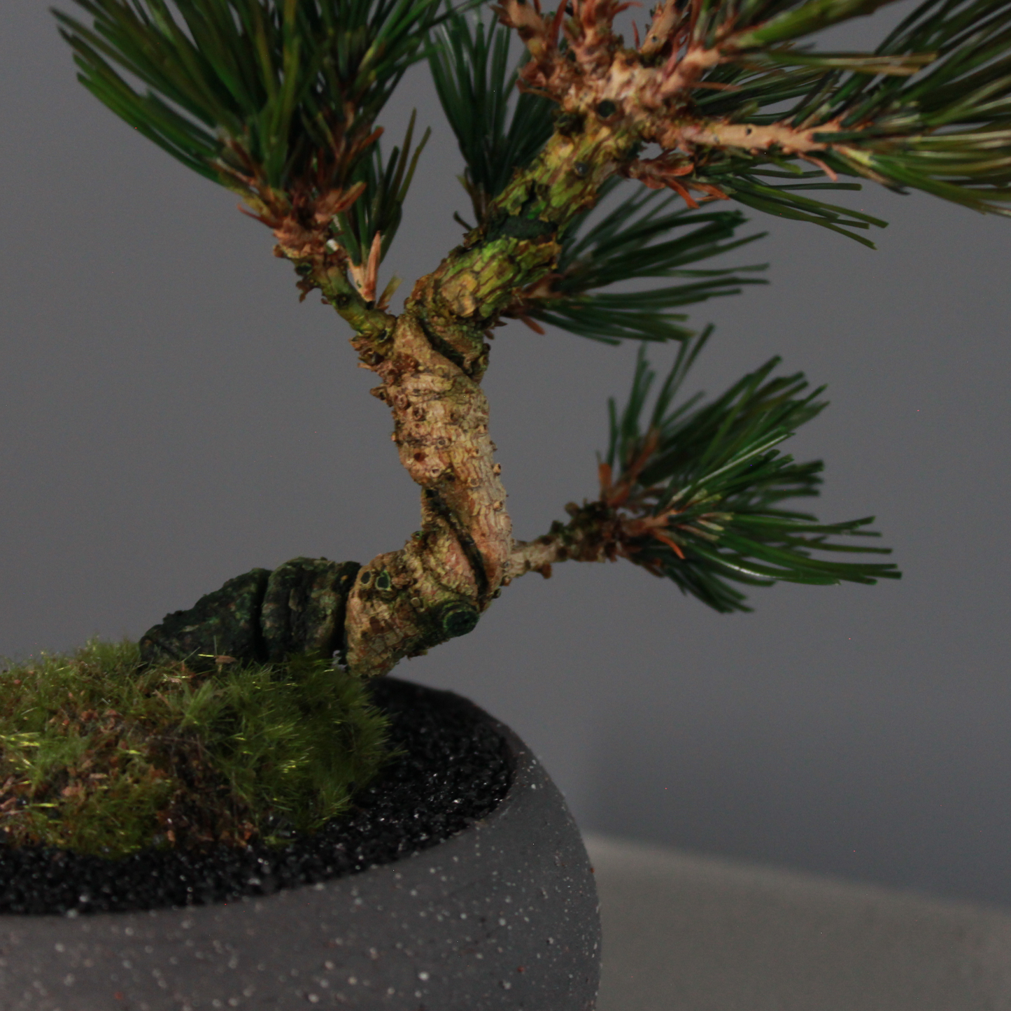 Tokocie BONSAI  黒松