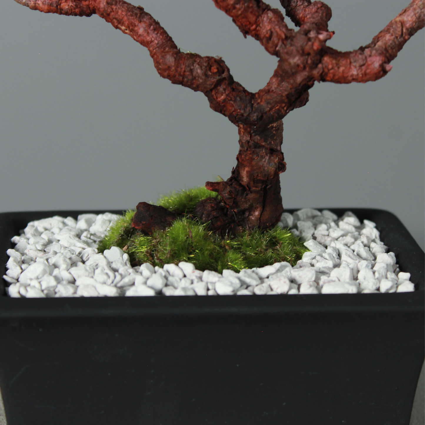Tokocie BONSAI  黒松