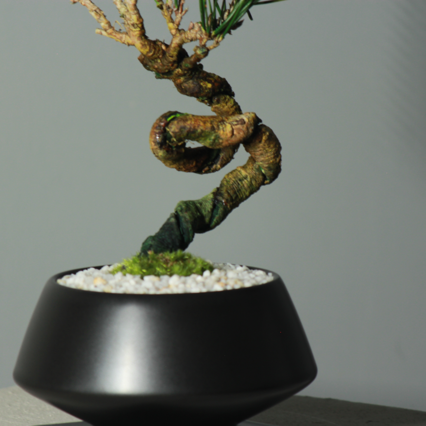 Tokocie BONSAI  黒松