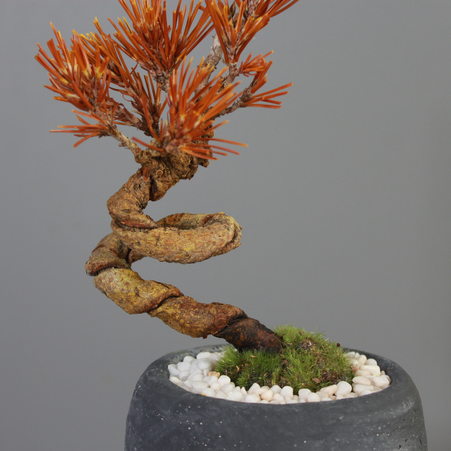 Tokocie BONSAI  黒松