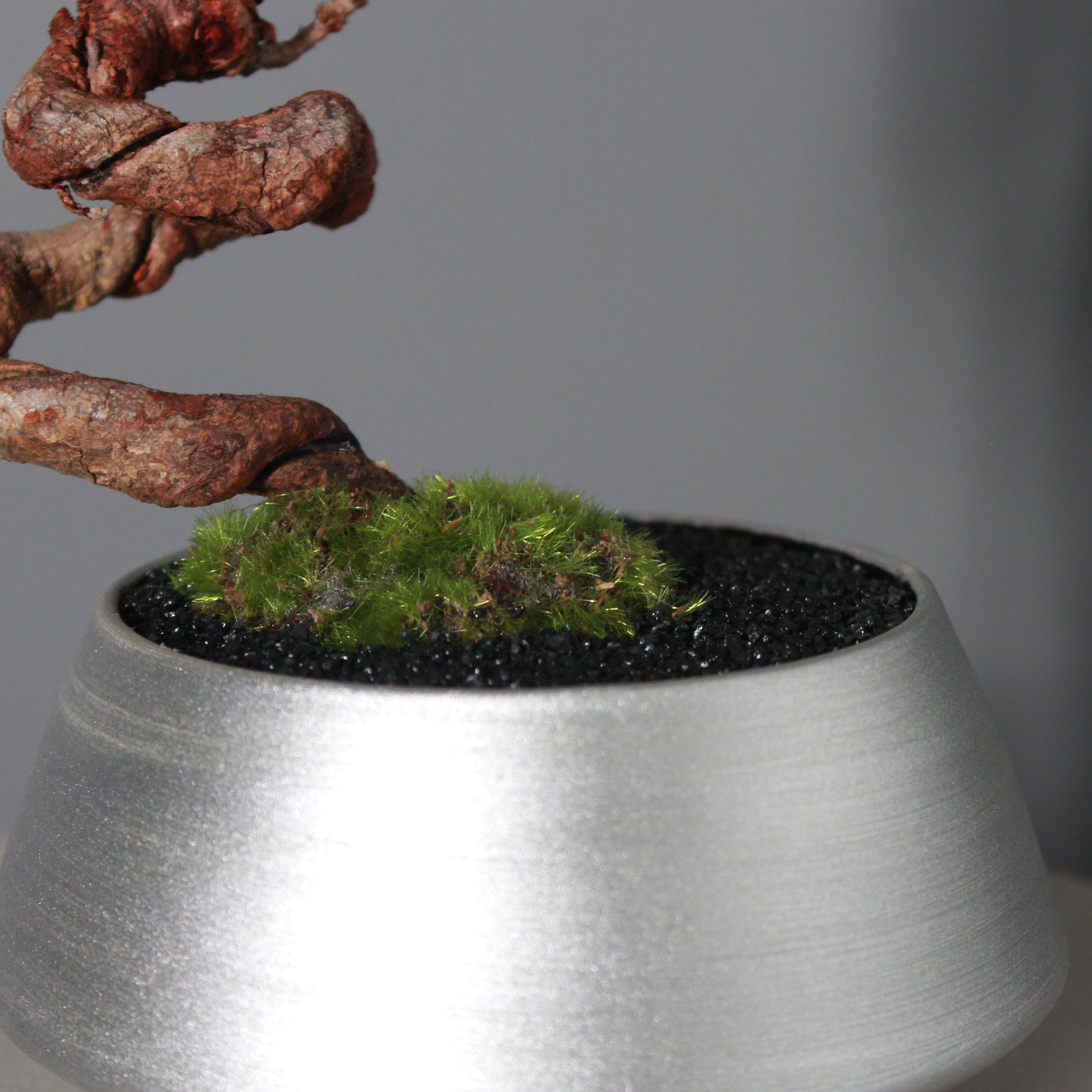 Tokocie BONSAI  黒松