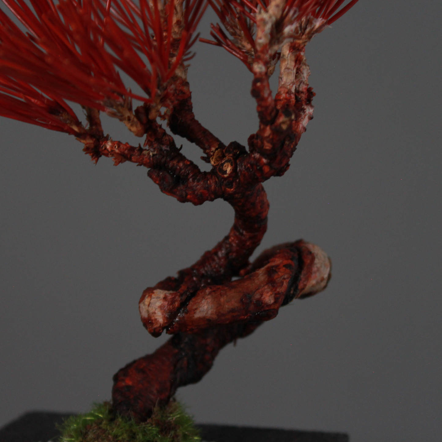 Tokocie BONSAI  黒松
