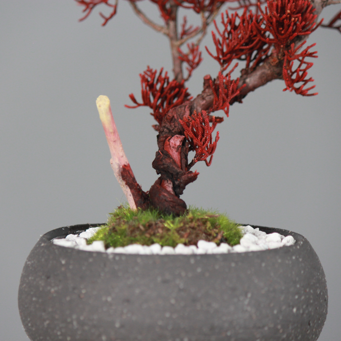 Tokocie BONSAI  真柏