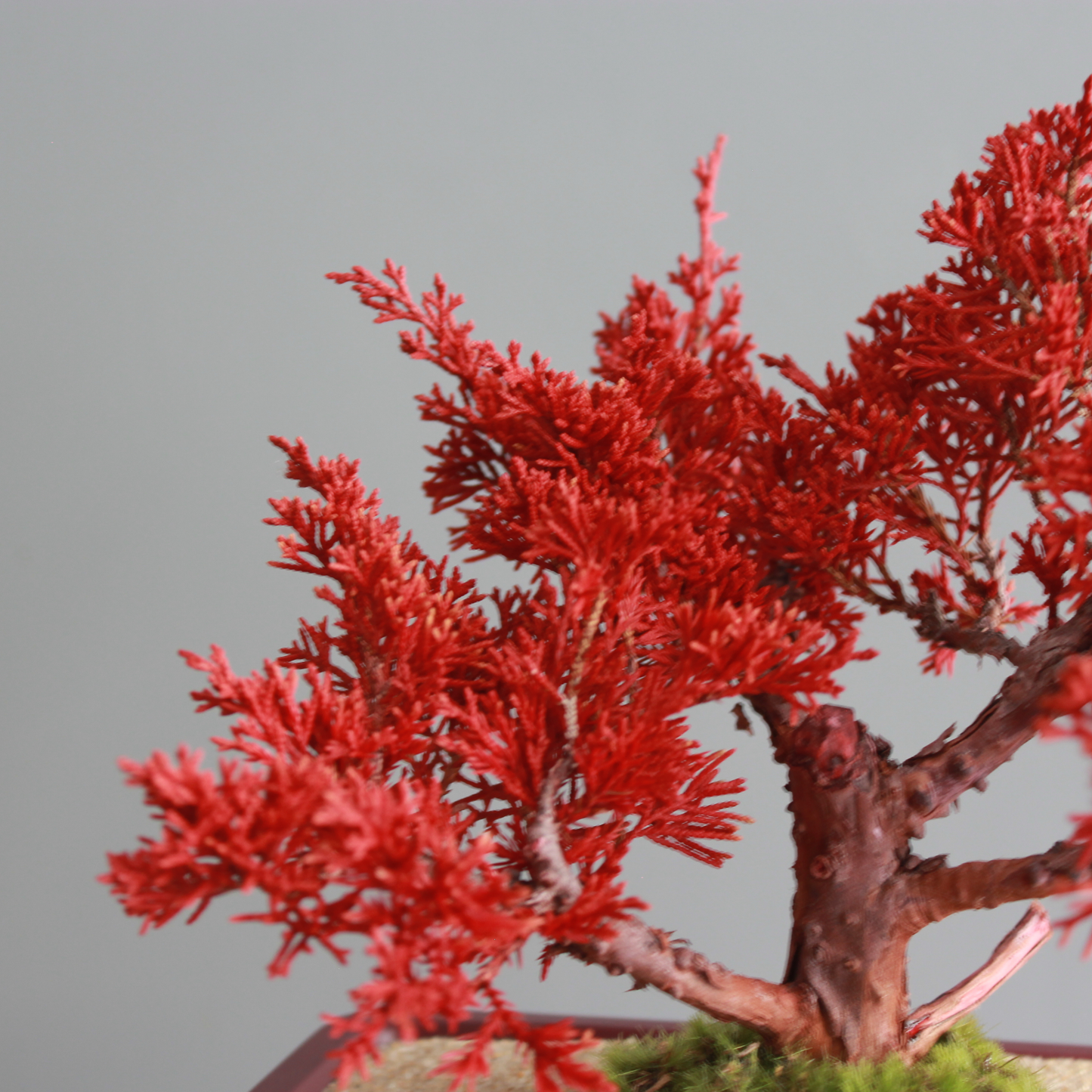 Tokocie BONSAI  真柏