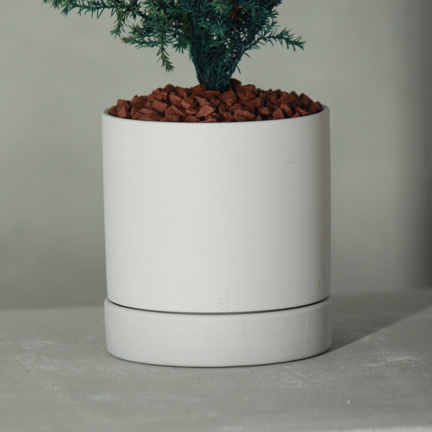 Conifer select ゴールドクレスト ブルー