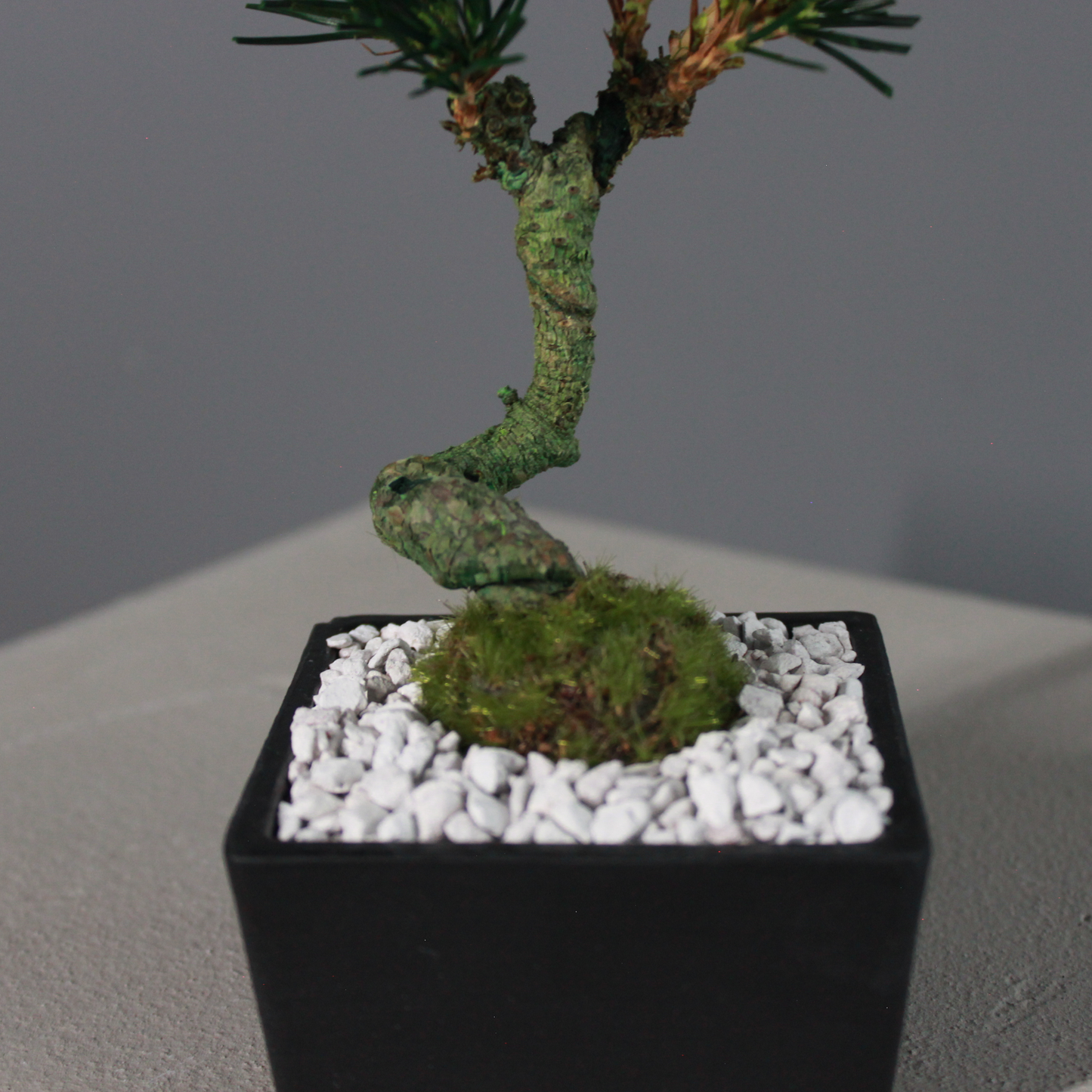 Tokocie BONSAI  黒松