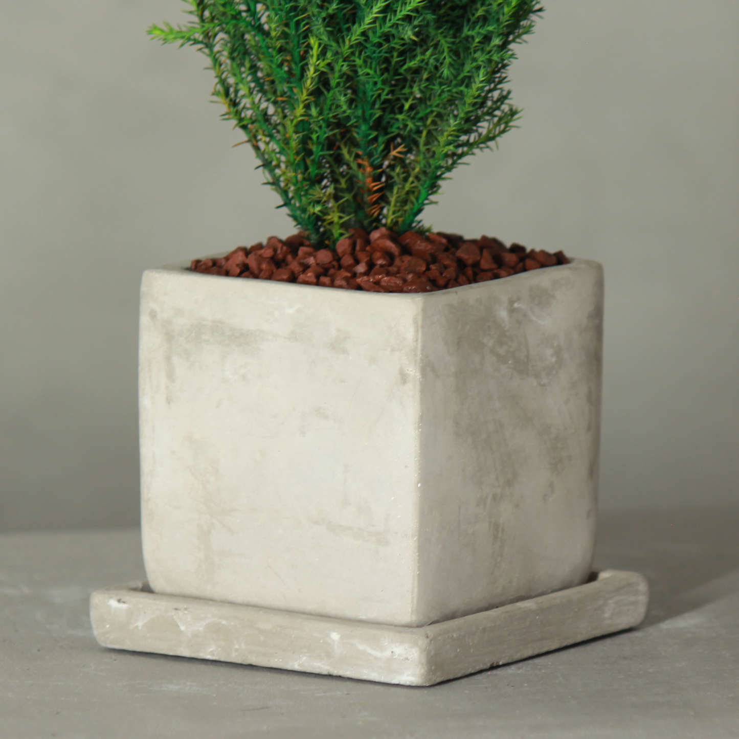 Desk tree ゴールドクレストM スクエア鉢