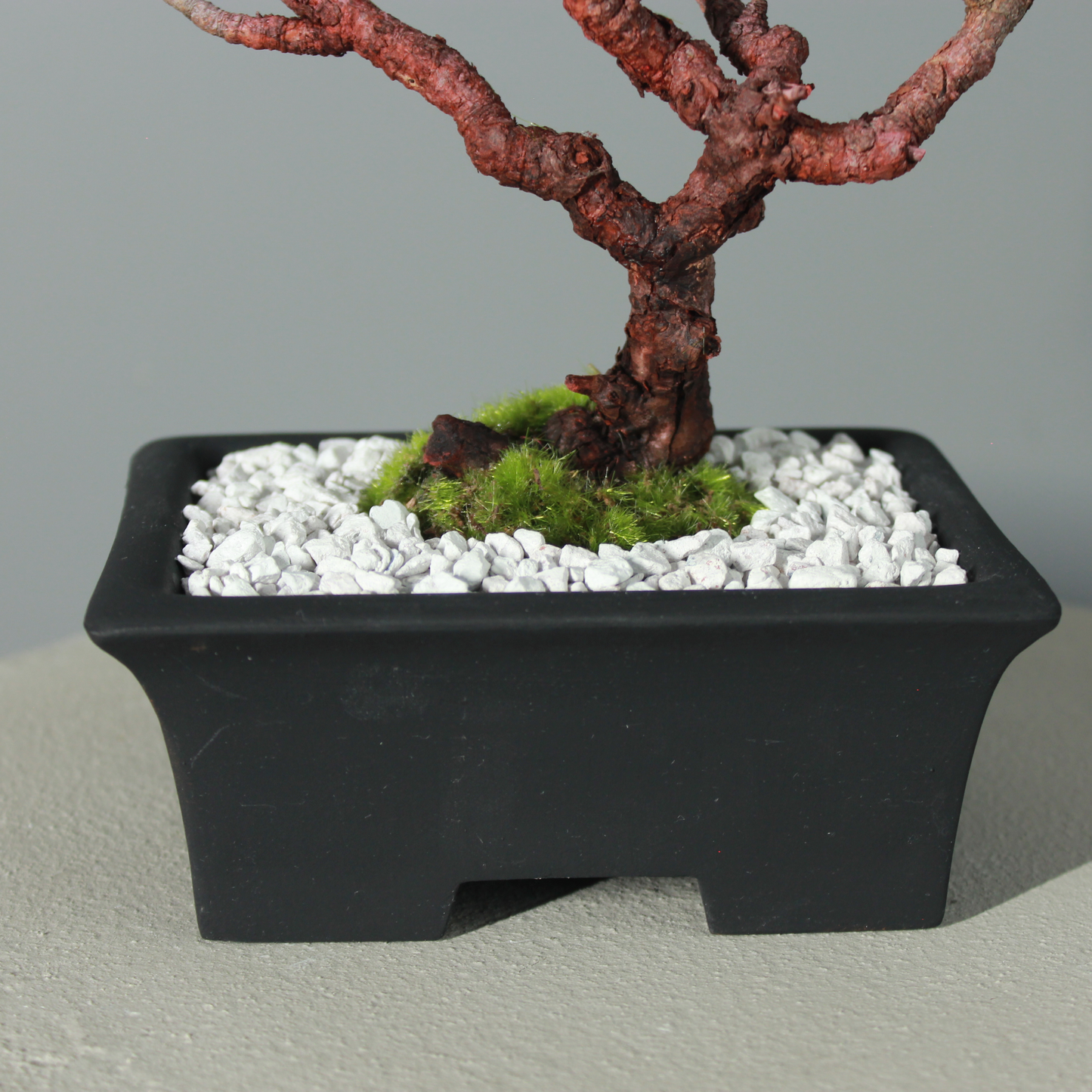 Tokocie BONSAI  黒松