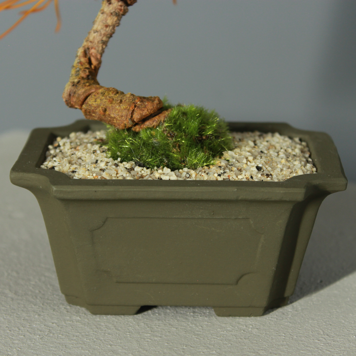 Tokocie BONSAI  黒松