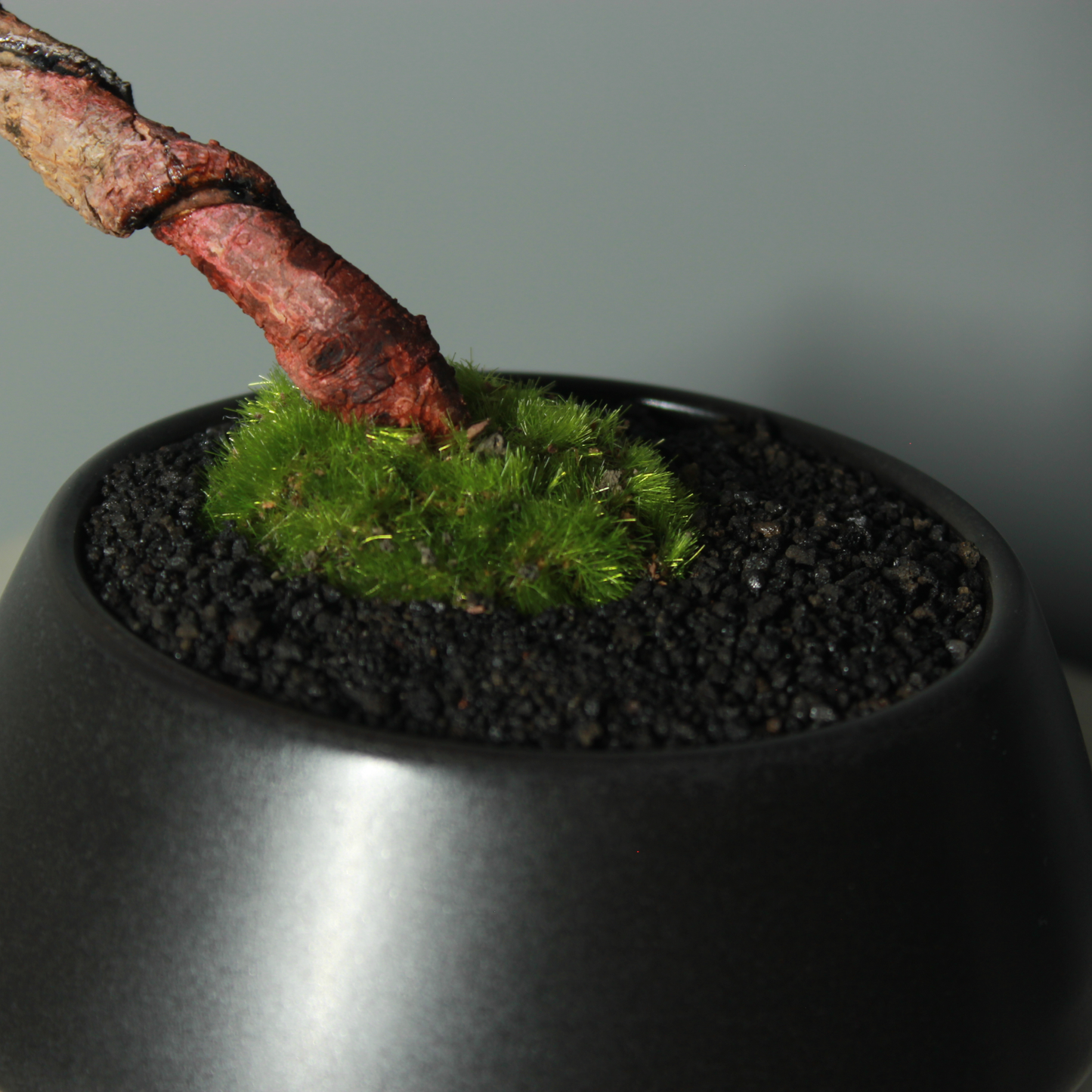 Tokocie BONSAI  黒松