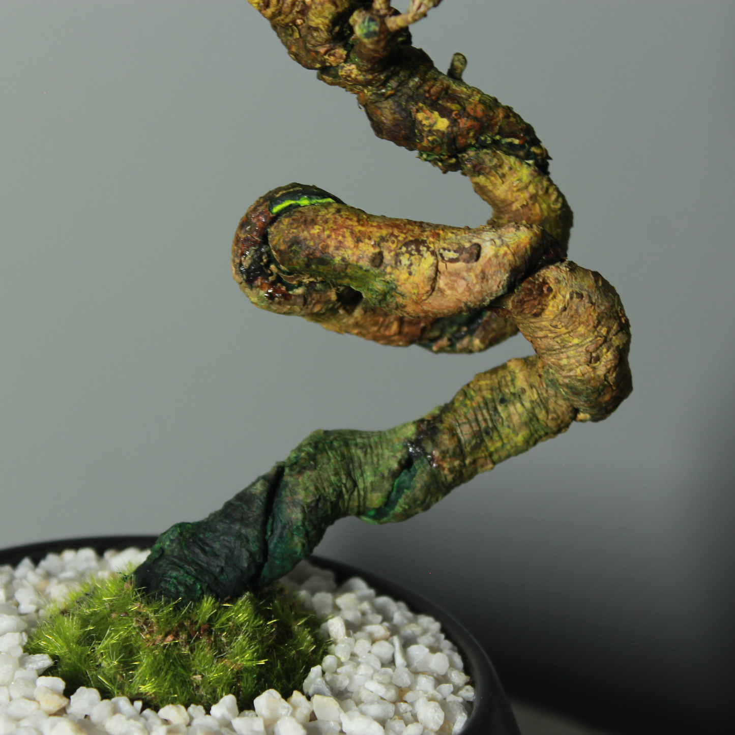 Tokocie BONSAI  黒松