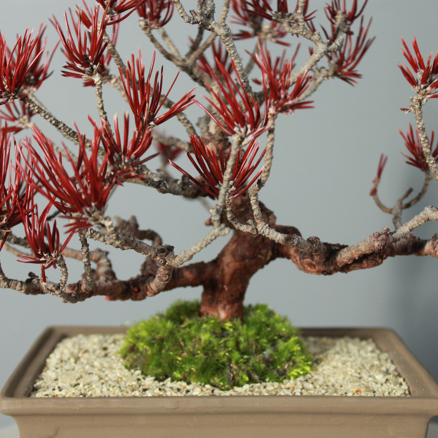 Tokocie BONSAI  黒松