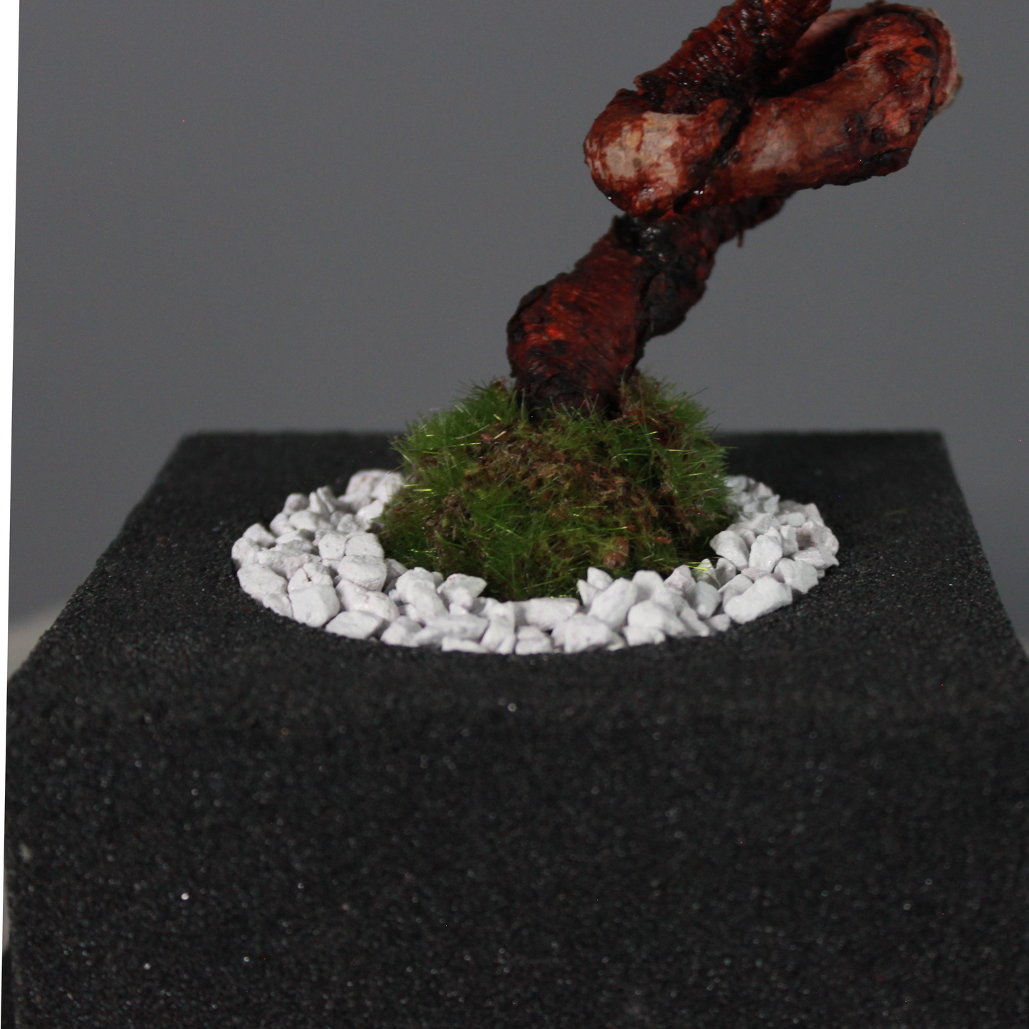 Tokocie BONSAI  黒松