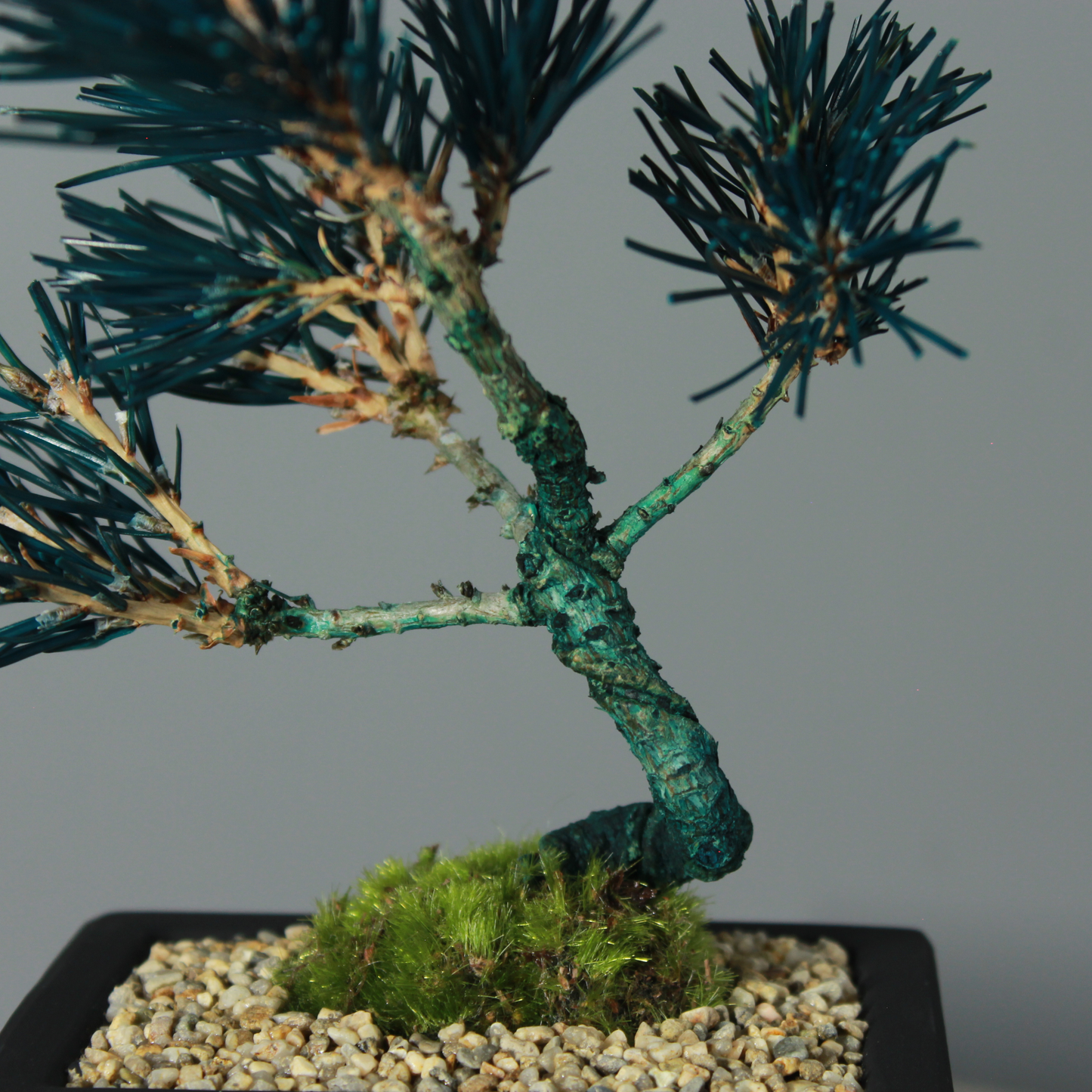 Tokocie BONSAI  黒松