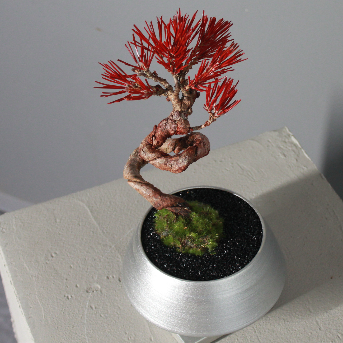 Tokocie BONSAI  黒松
