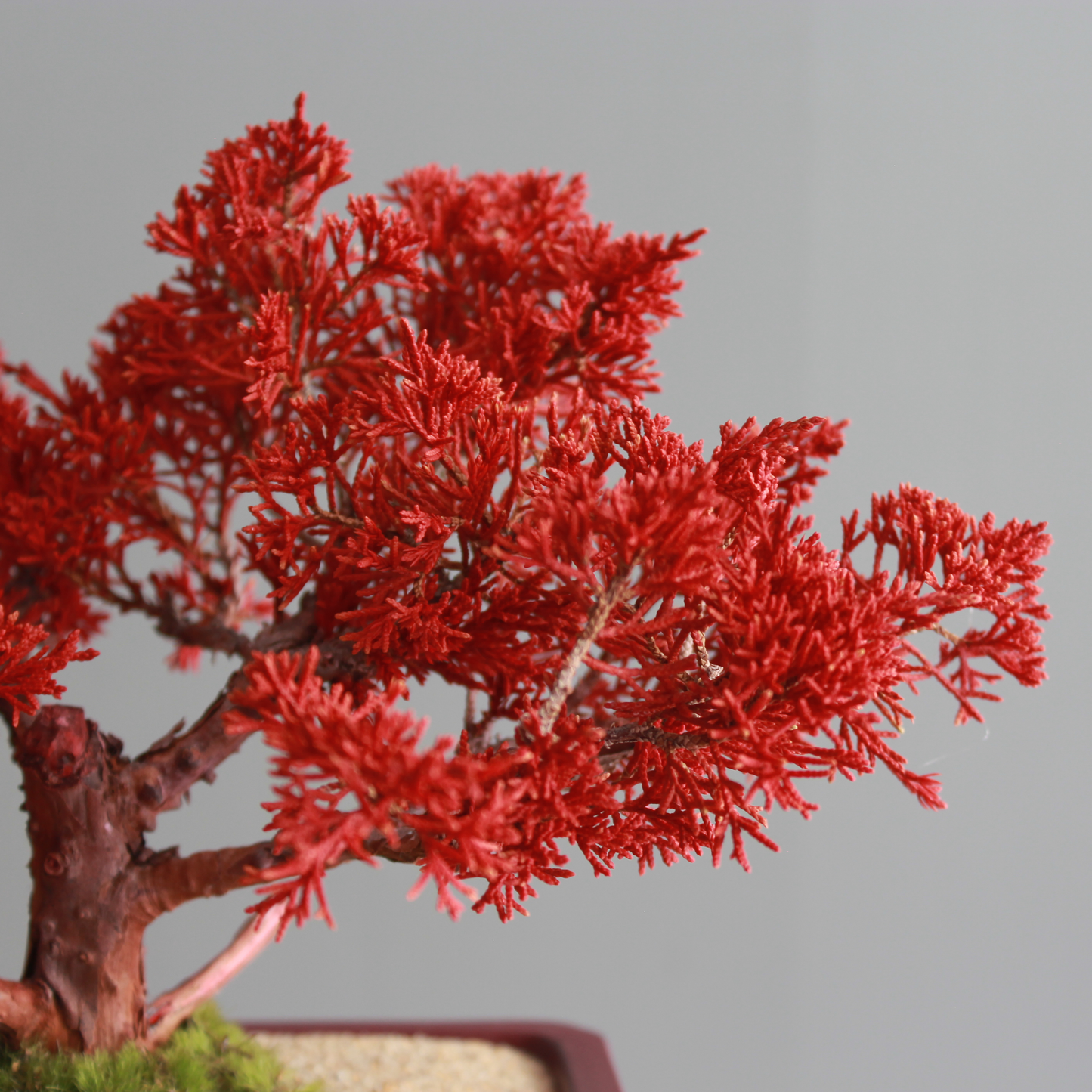 Tokocie BONSAI  真柏