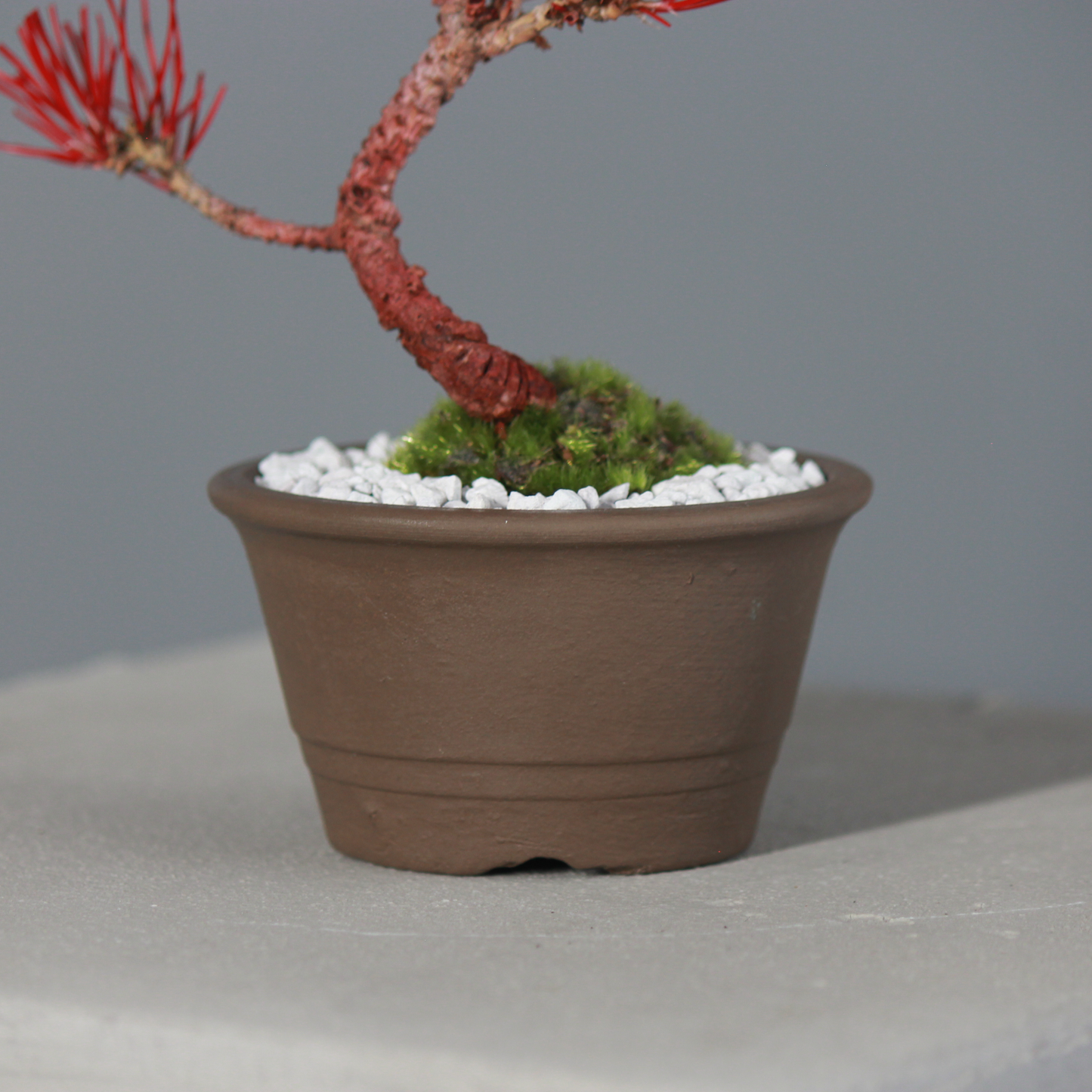 Tokocie BONSAI  黒松