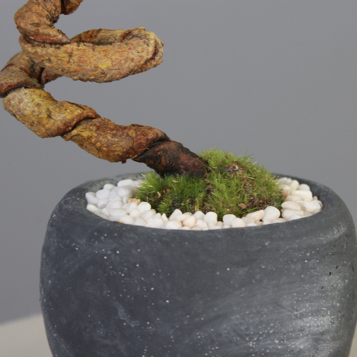 Tokocie BONSAI  黒松