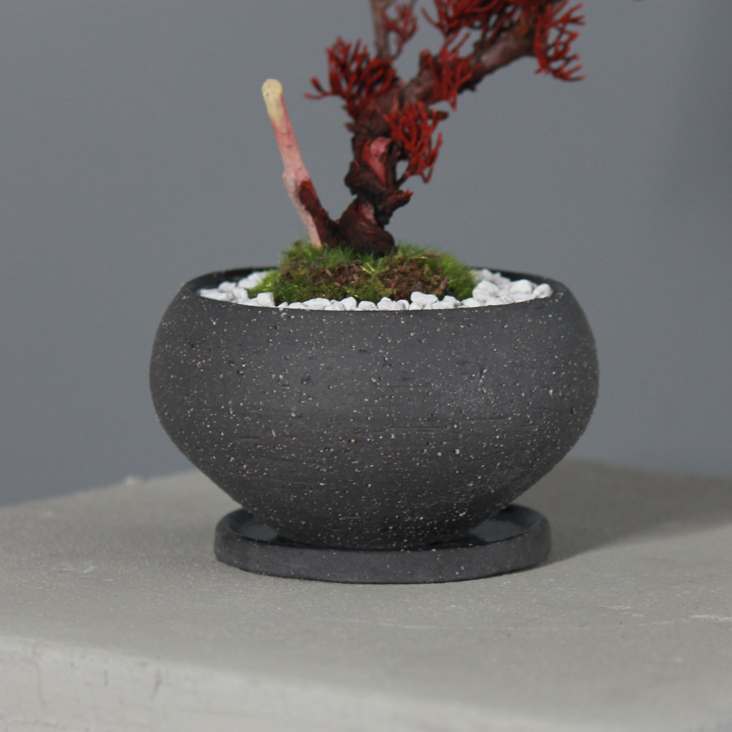 Tokocie BONSAI  真柏