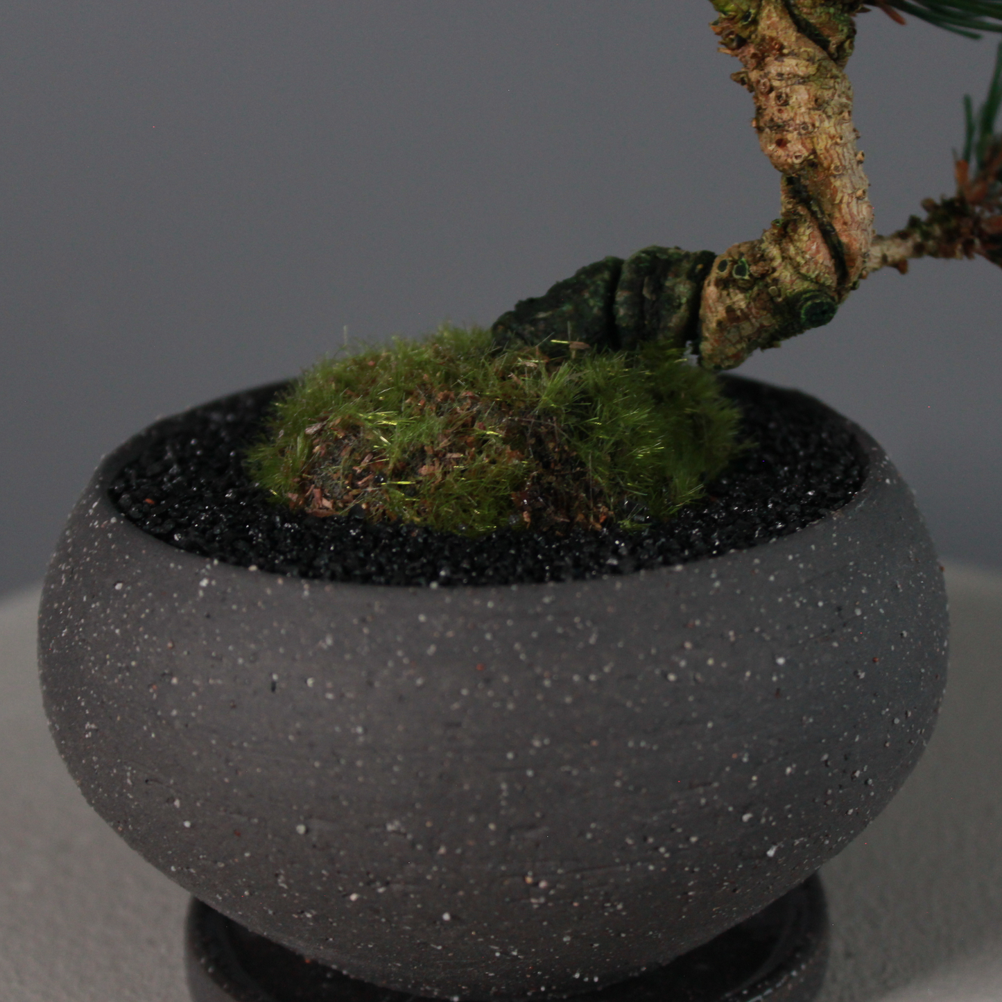 Tokocie BONSAI  黒松