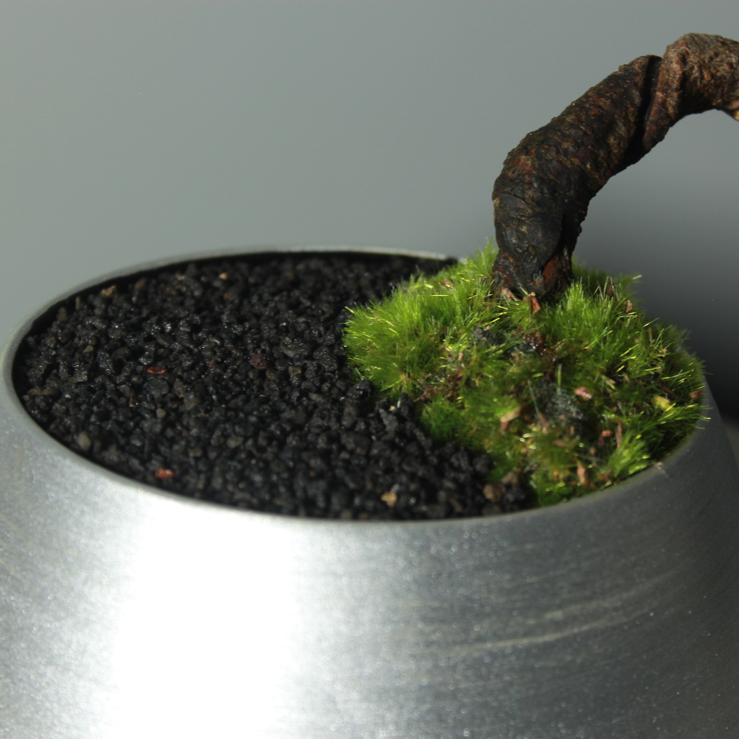 Tokocie BONSAI  黒松