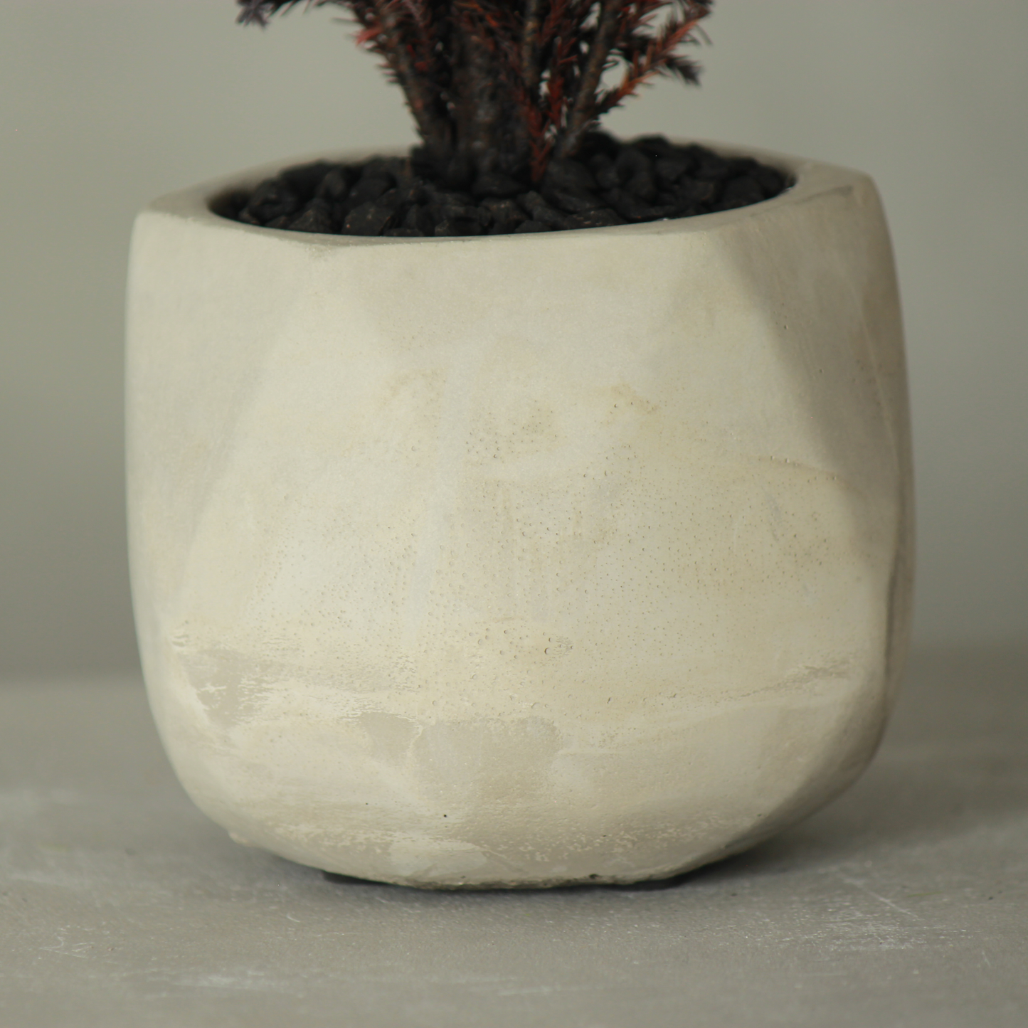 Conifer select シルバースター バイオレット