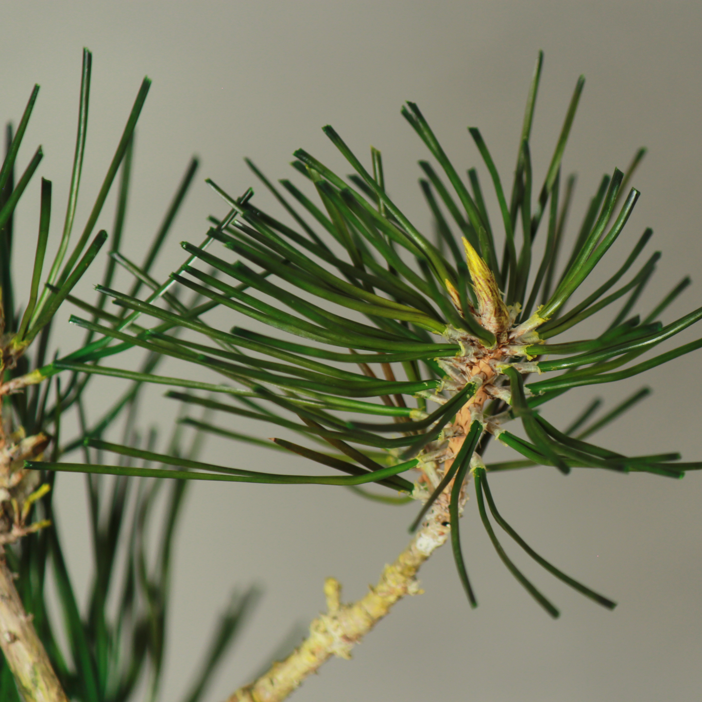 Tokocie BONSAI  黒松