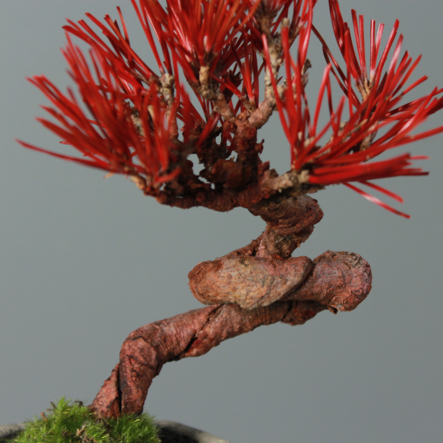 Tokocie BONSAI  黒松
