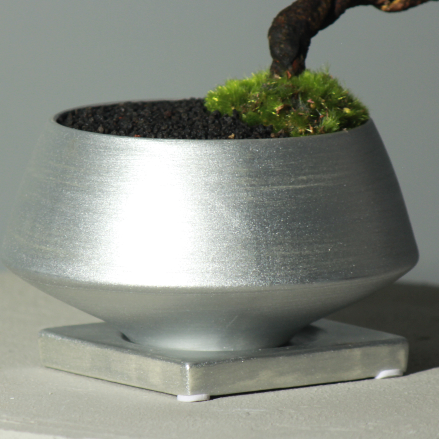 Tokocie BONSAI  黒松