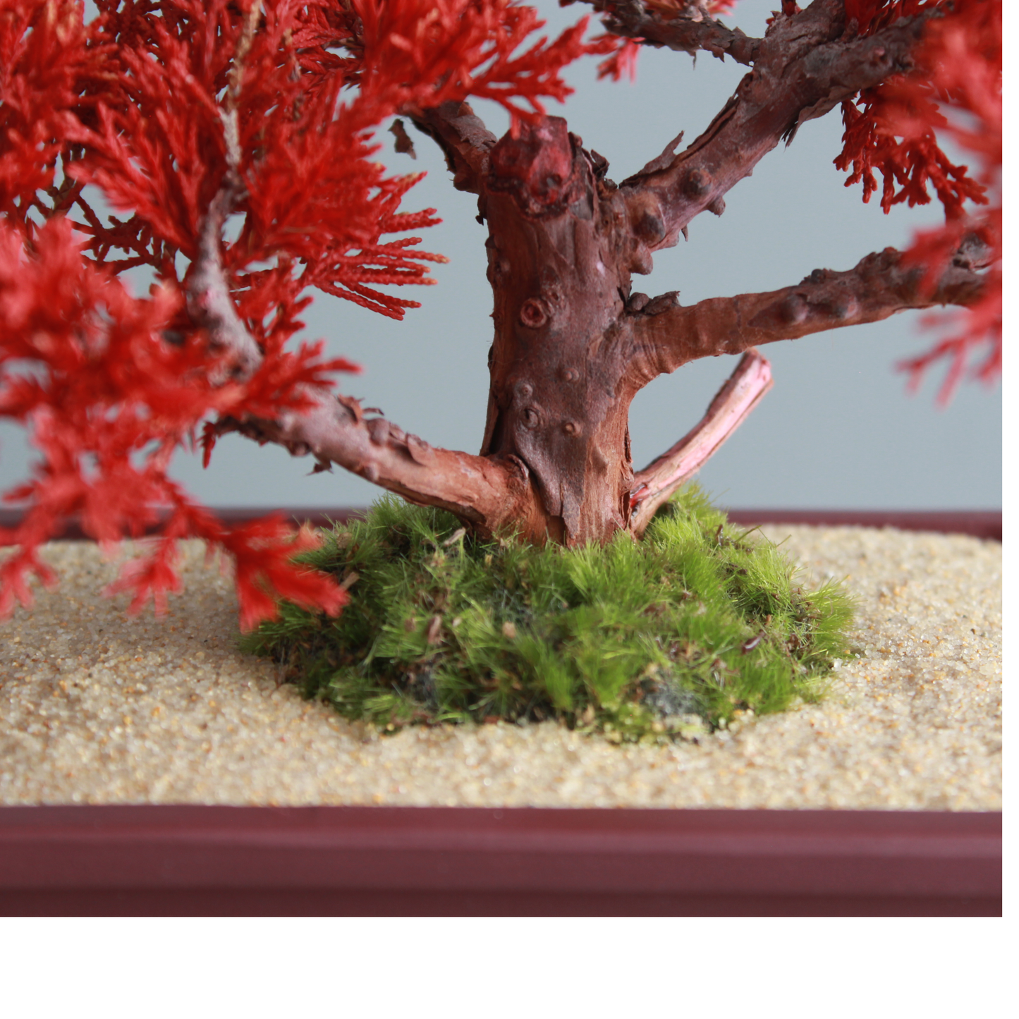 Tokocie BONSAI  真柏