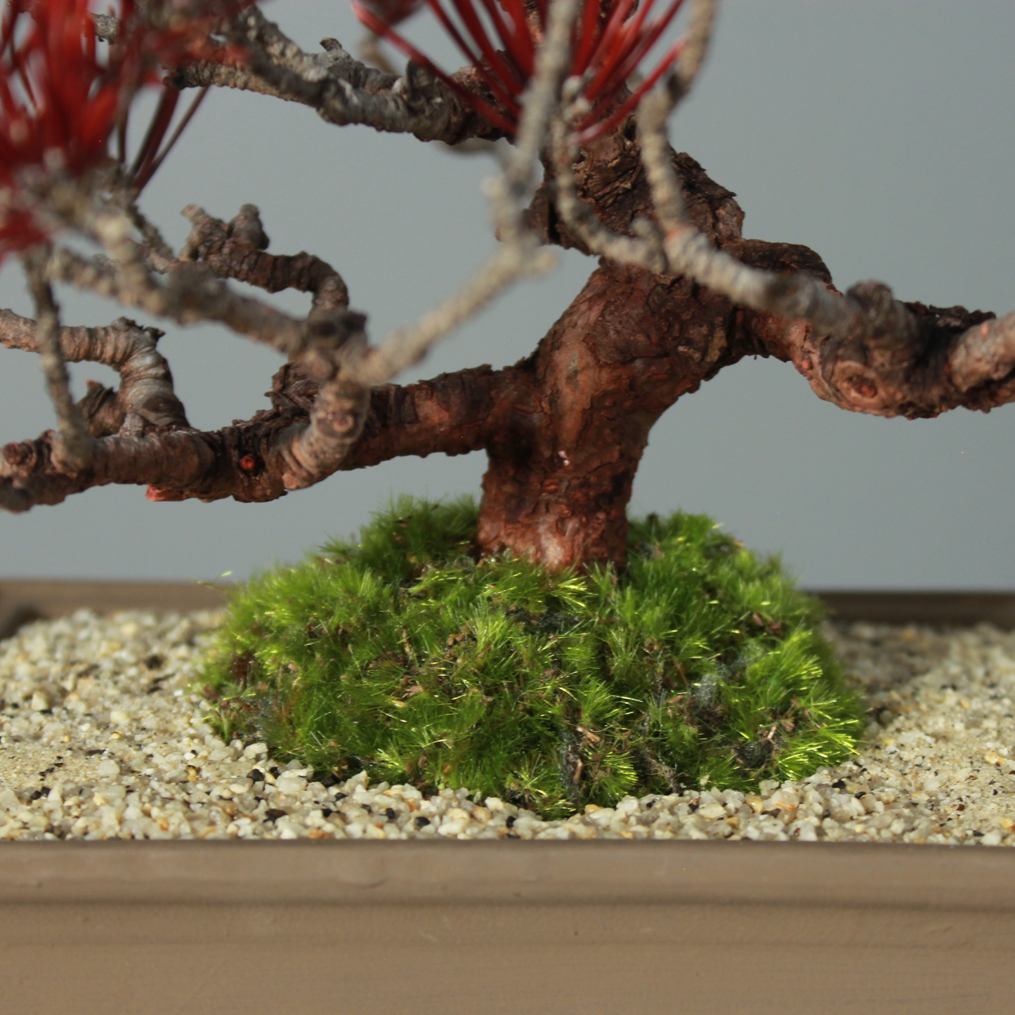 Tokocie BONSAI  黒松