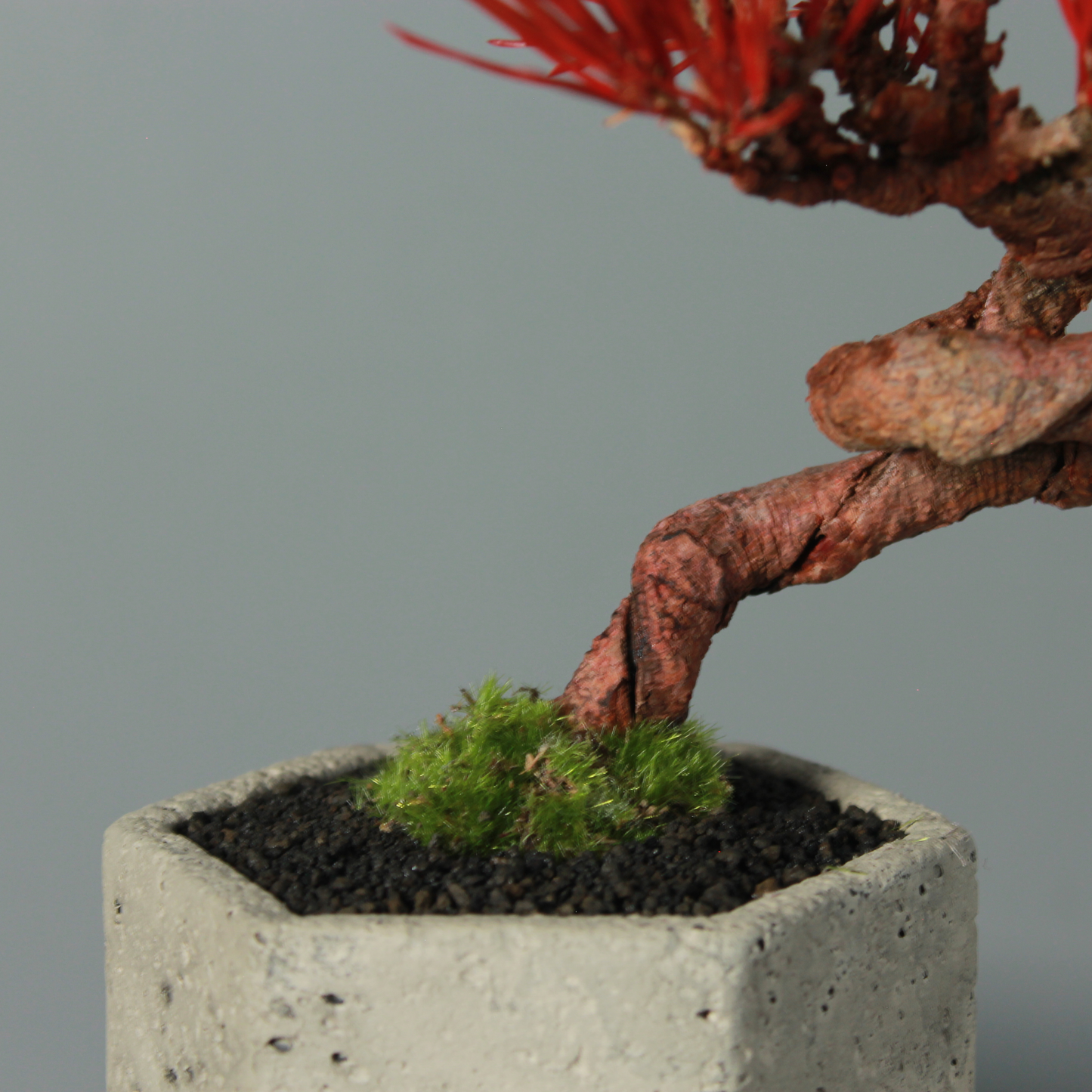 Tokocie BONSAI  黒松