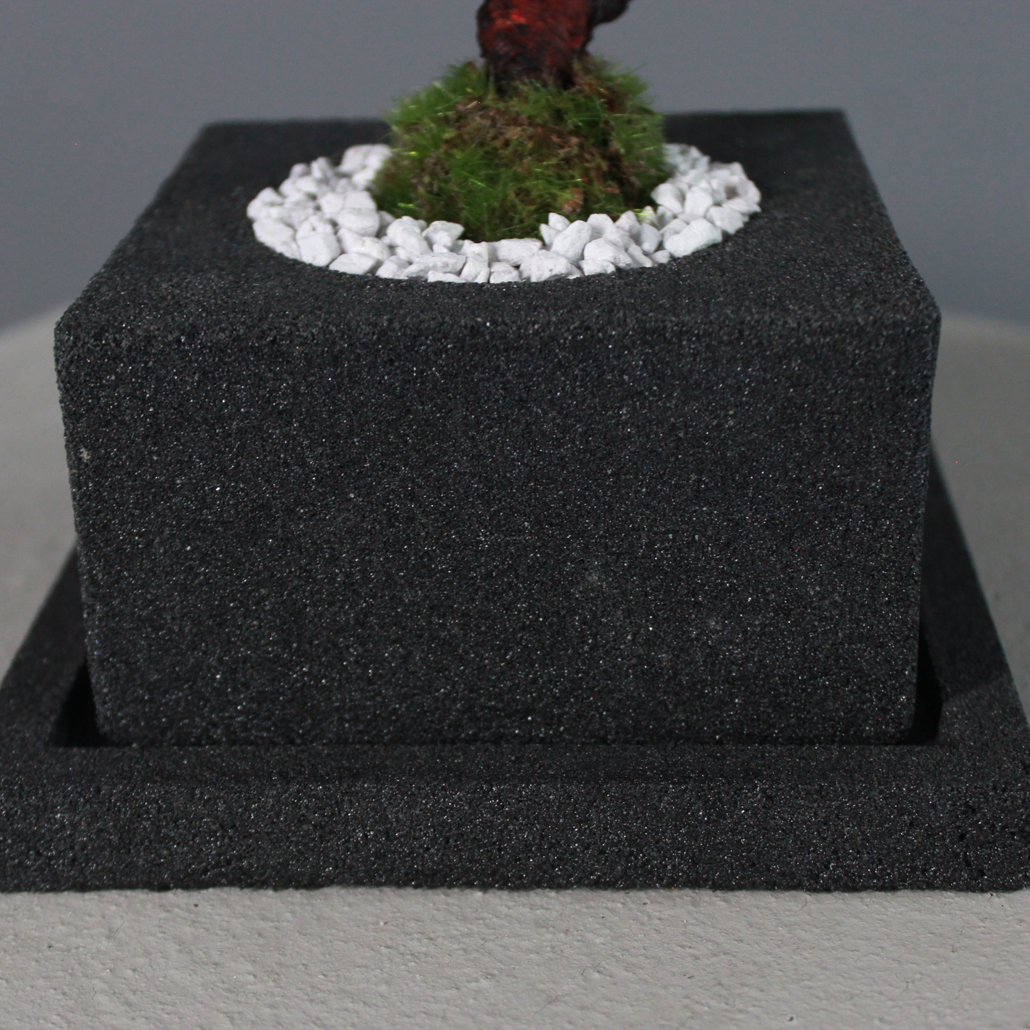 Tokocie BONSAI  黒松