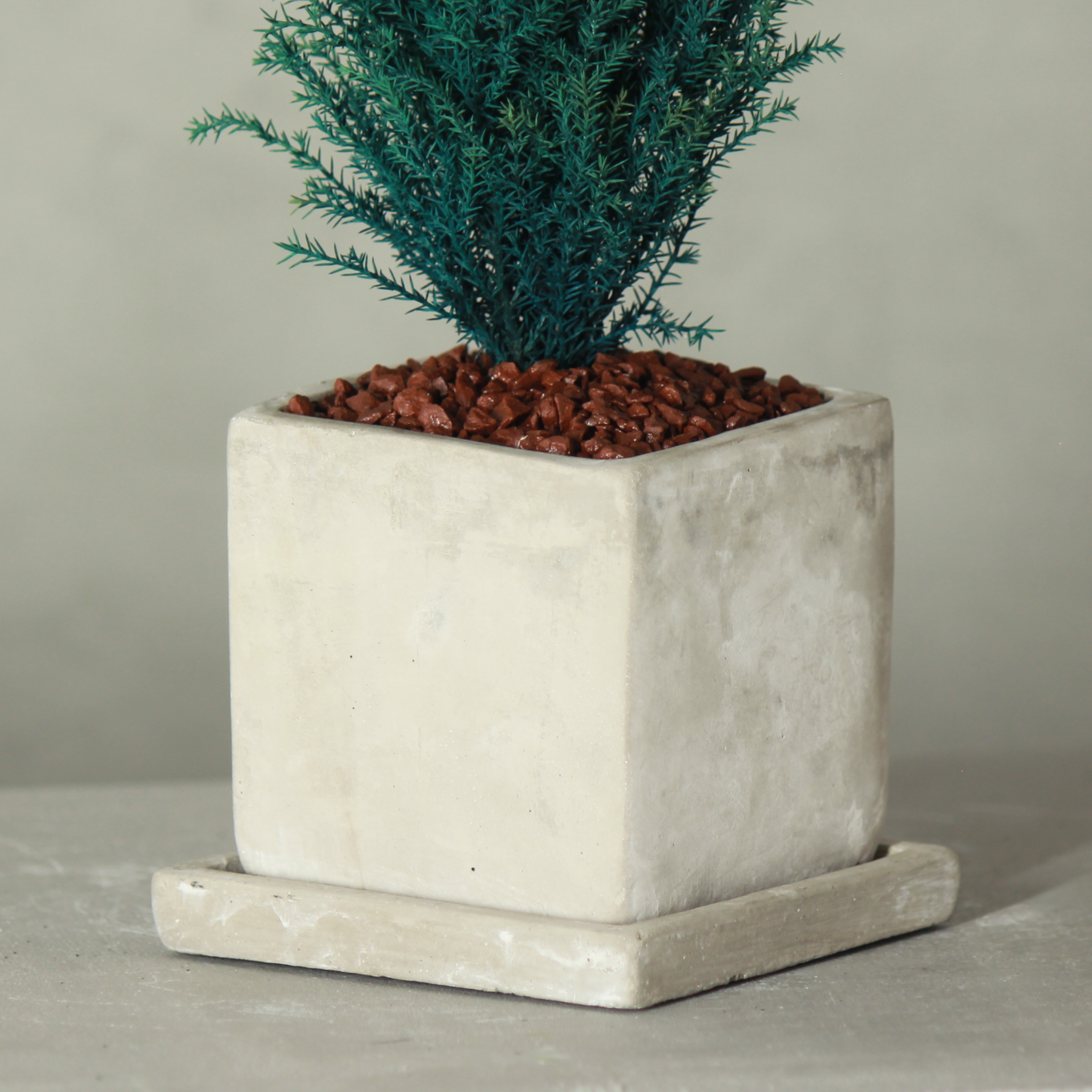 Desk tree ゴールドクレストM スクエア鉢