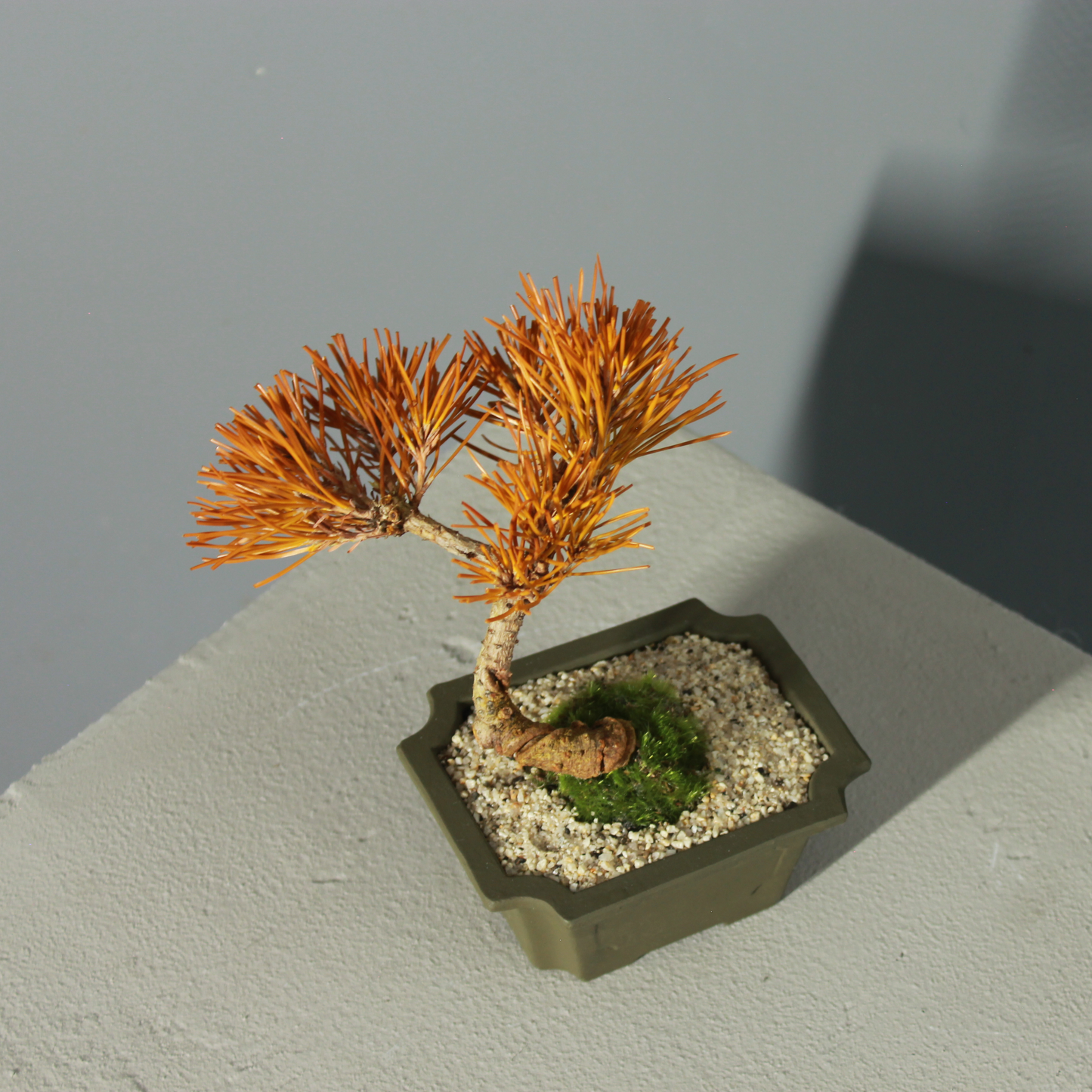 Tokocie BONSAI  黒松