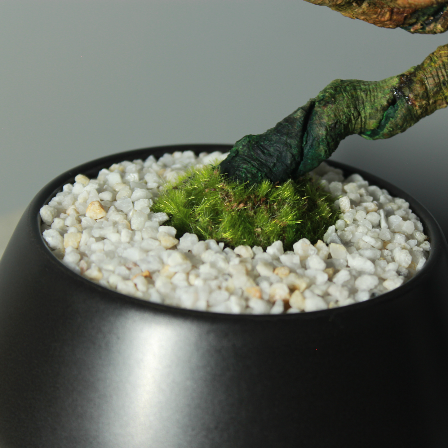 Tokocie BONSAI  黒松