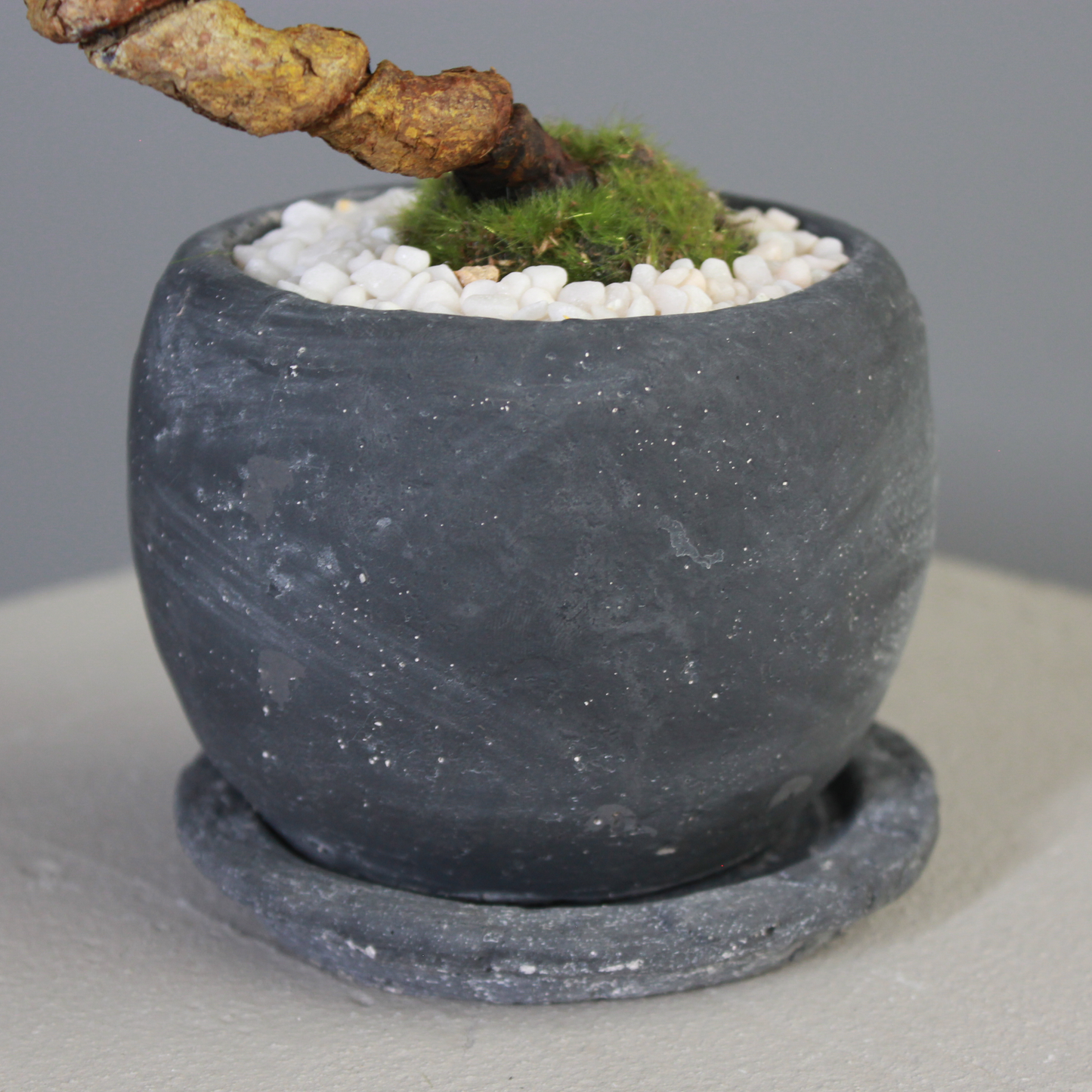 Tokocie BONSAI  黒松