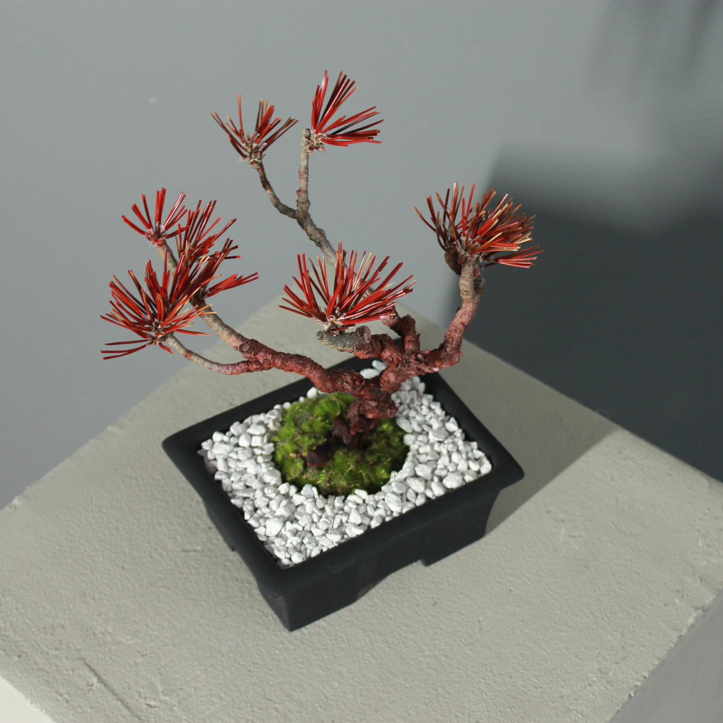 Tokocie BONSAI  黒松