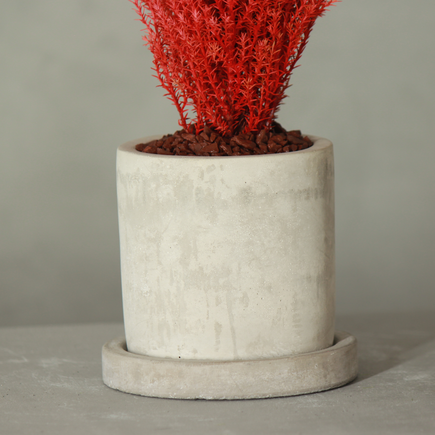 Desk tree ゴールドクレストM 丸鉢