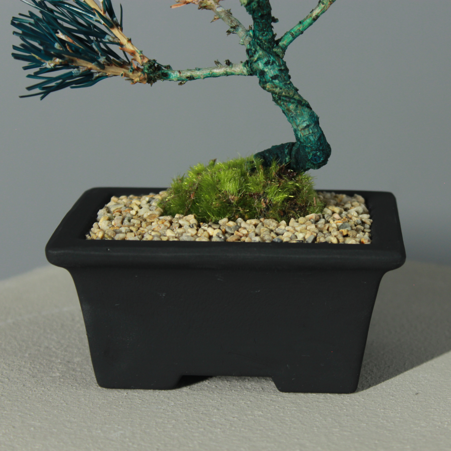 Tokocie BONSAI  黒松