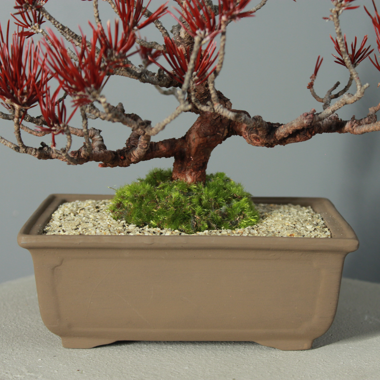 Tokocie BONSAI  黒松