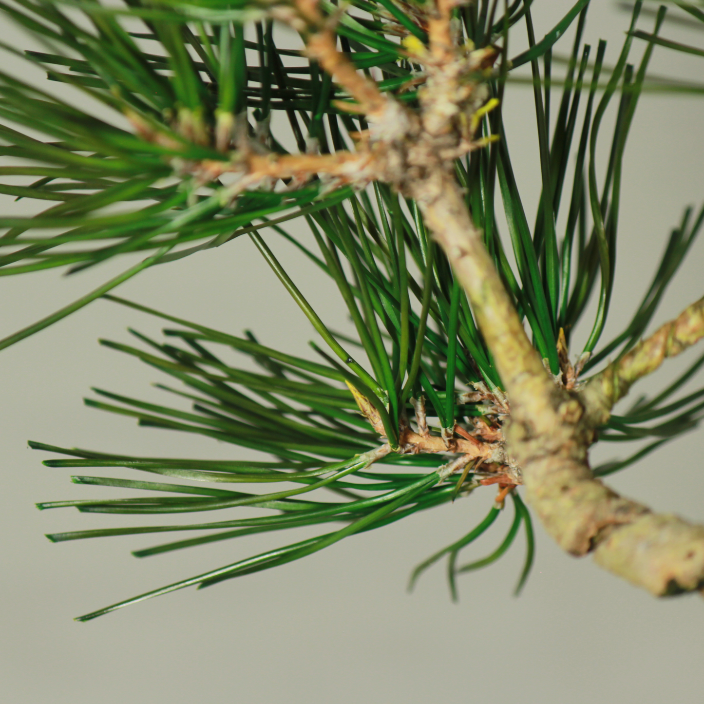 Tokocie BONSAI  黒松