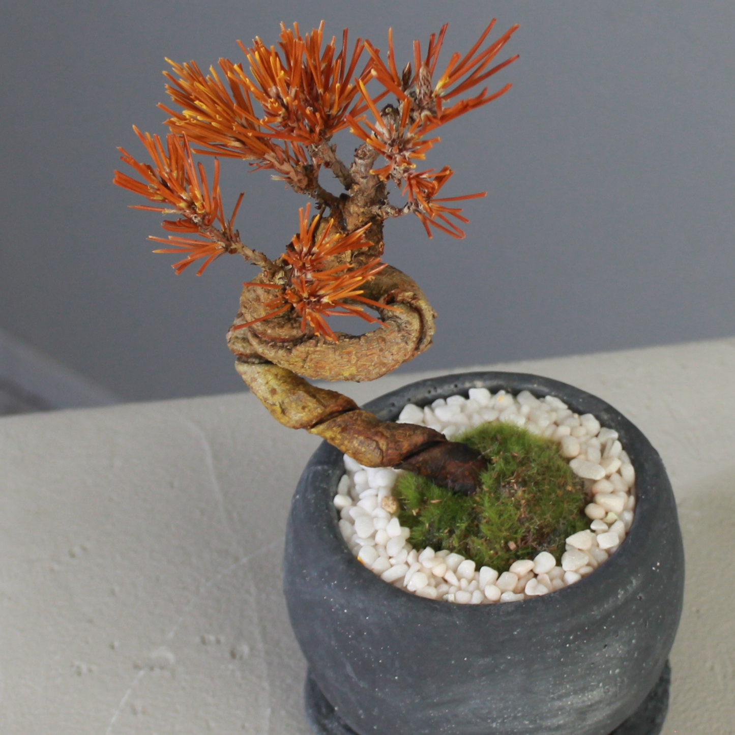 Tokocie BONSAI  黒松