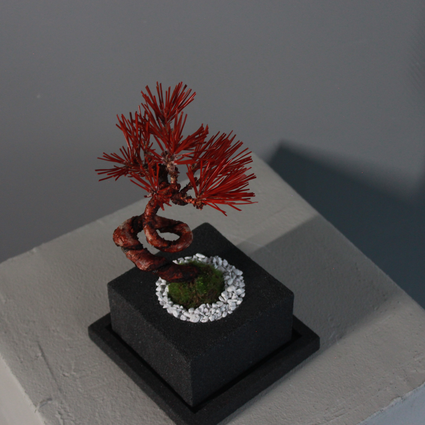 Tokocie BONSAI  黒松