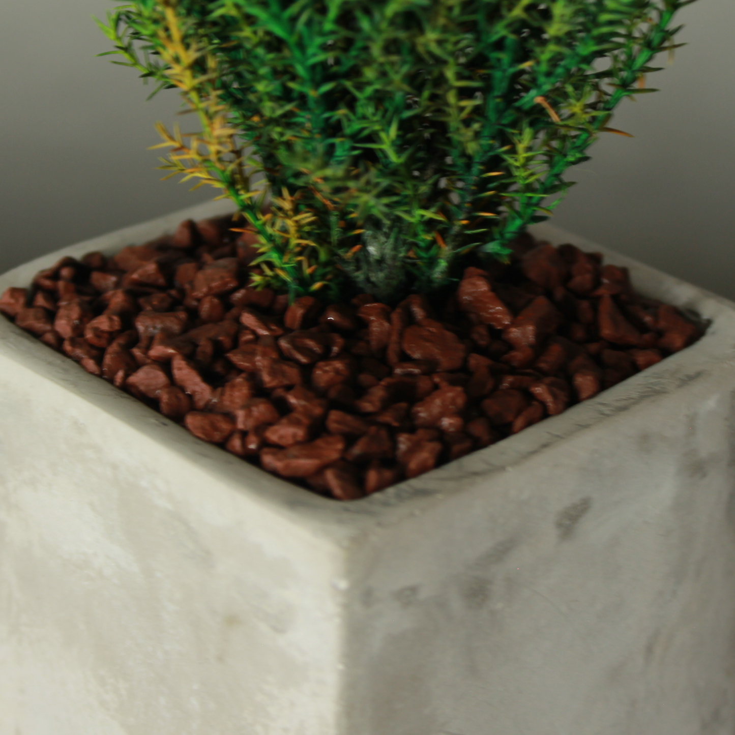 Desk tree ゴールドクレストM スクエア鉢